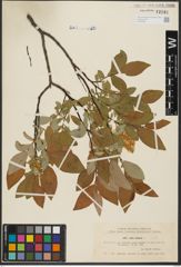 Foto von Salix hastata L.